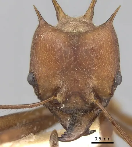 Atta colombica specimen CASENT0281779 image casent0281779_2