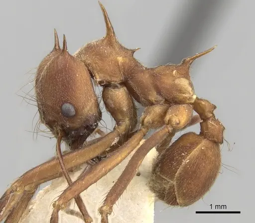 Atta colombica specimen CASENT0281779 image casent0281779_3