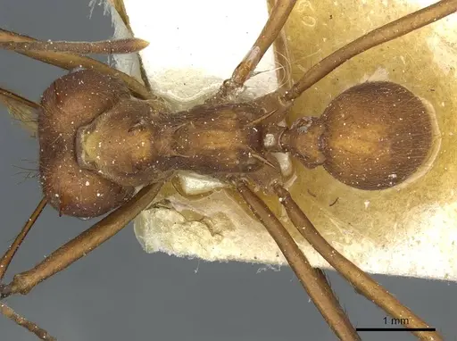 Atta colombica specimen CASENT0912490 image casent0912490_1
