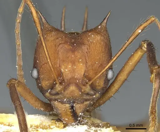 Atta colombica specimen CASENT0912490 image casent0912490_2