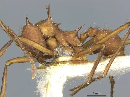 Atta colombica specimen CASENT0912490 image casent0912490_3