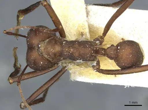 Atta colombica specimen CASENT0912491 image casent0912491_1