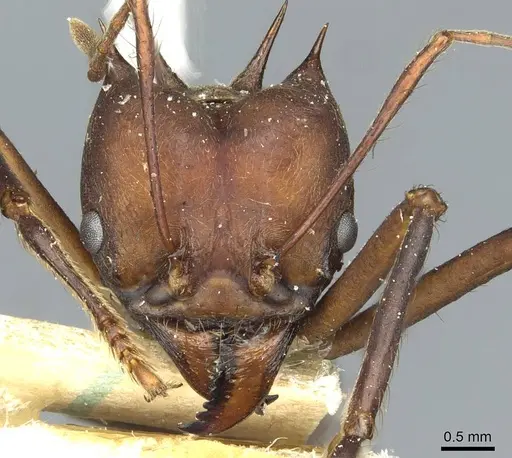 Atta colombica specimen CASENT0912491 image casent0912491_2