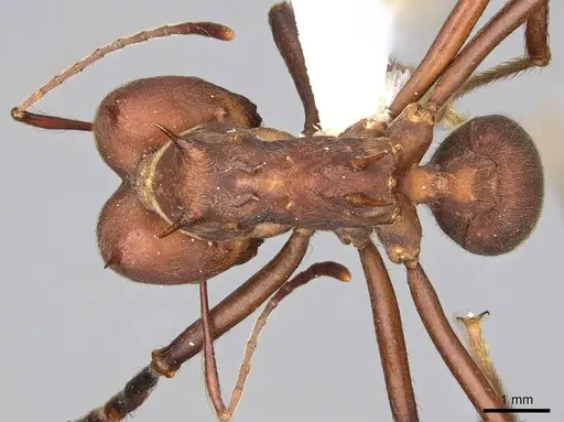 Atta colombica specimen CASENT0922051 image casent0922051_1