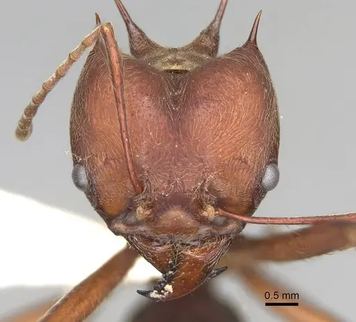 Atta colombica specimen CASENT0922051 image casent0922051_2