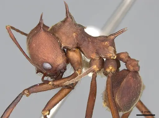 Atta colombica specimen CASENT0922051 image casent0922051_3