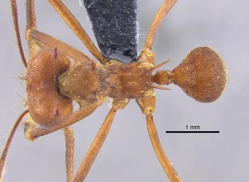 Atta colombica specimen CBUMAGENT41874 image cbumagent41874_1