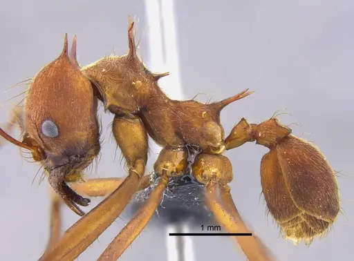 Atta colombica specimen CBUMAGENT41874 image cbumagent41874_3