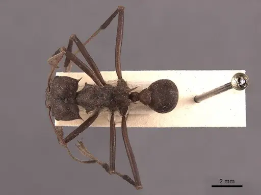 Atta colombica specimen FMNHINS0000046905 image fmnhins0000046905_1