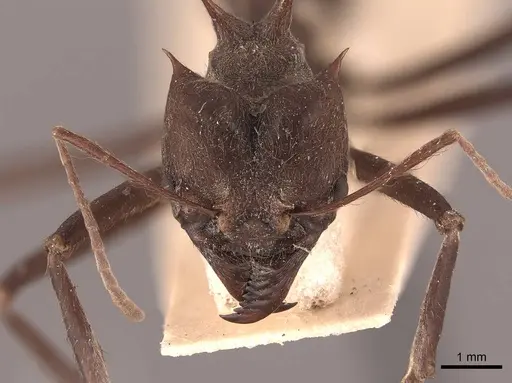 Atta colombica specimen FMNHINS0000046905 image fmnhins0000046905_2