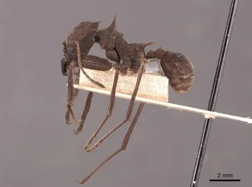 Atta colombica specimen FMNHINS0000046905 image fmnhins0000046905_3