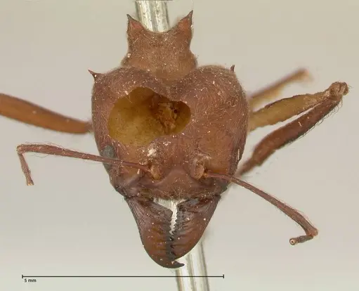 Atta colombica specimen FOCOL0674 image focol0674_2