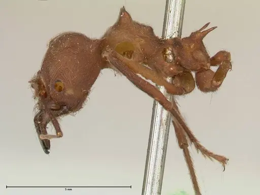 Atta colombica specimen FOCOL0674 image focol0674_3