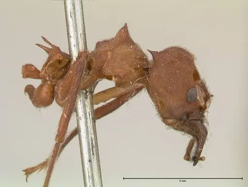 Atta colombica specimen FOCOL0674 image focol0674_4