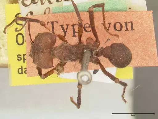 Atta colombica specimen FOCOL0675 image focol0675_1