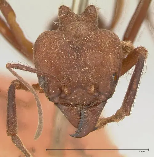 Atta colombica specimen FOCOL0675 image focol0675_2