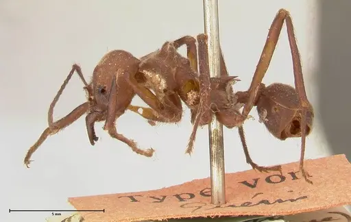 Atta colombica specimen FOCOL0675 image focol0675_3