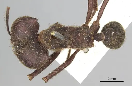 Atta insularis specimen CASENT0281780 image casent0281780_1