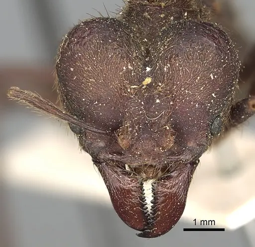 Atta insularis specimen CASENT0281780 image casent0281780_2