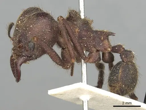 Atta insularis specimen CASENT0281780 image casent0281780_3