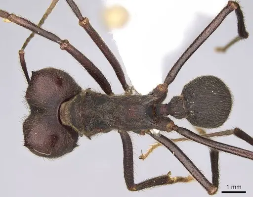 Atta insularis specimen CASENT0922053 image casent0922053_1
