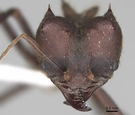 Atta insularis specimen CASENT0922053 image casent0922053_2