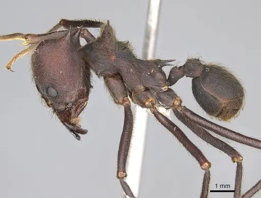 Atta insularis specimen CASENT0922053 image casent0922053_3