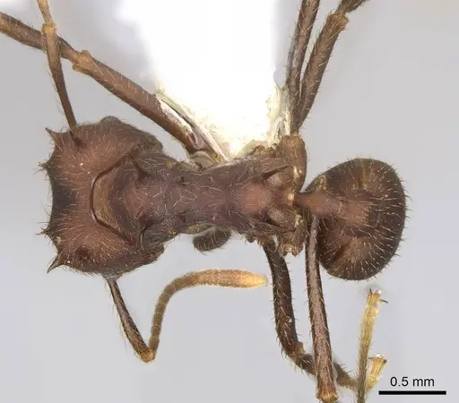 Atta insularis specimen CASENT0922054 image casent0922054_1