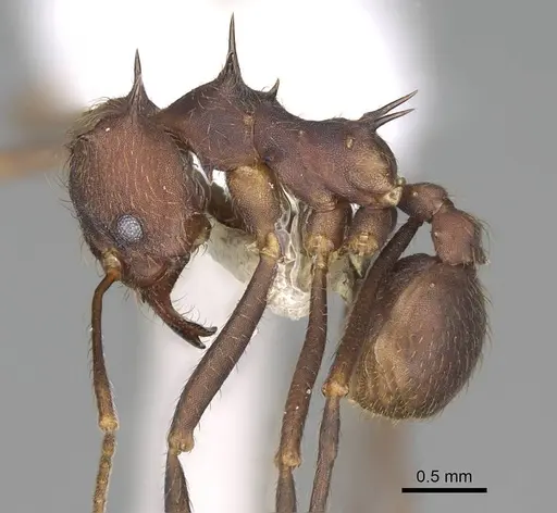 Atta insularis specimen CASENT0922054 image casent0922054_3