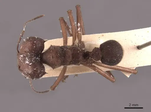 Atta insularis specimen FMNHINS0000046908 image fmnhins0000046908_1