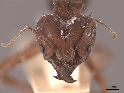 Atta insularis specimen FMNHINS0000046908 image fmnhins0000046908_2