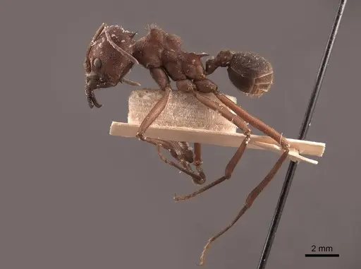 Atta insularis specimen FMNHINS0000046908 image fmnhins0000046908_3