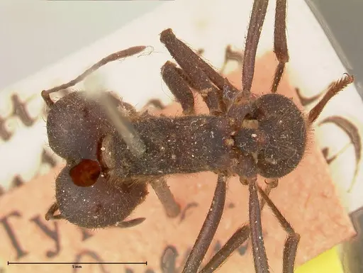 Atta insularis specimen FOCOL0676 image focol0676_1