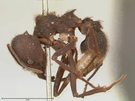 Atta insularis specimen FOCOL0676 image focol0676_3