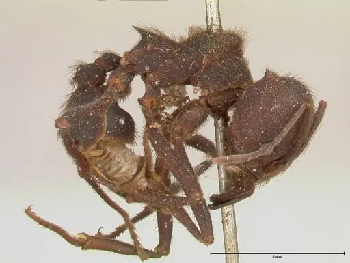 Atta insularis specimen FOCOL0676 image focol0676_4