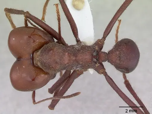 Atta laevigata specimen CASENT0173811 image casent0173811_1