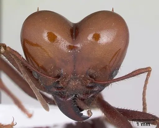 Atta laevigata specimen CASENT0173811 image casent0173811_2