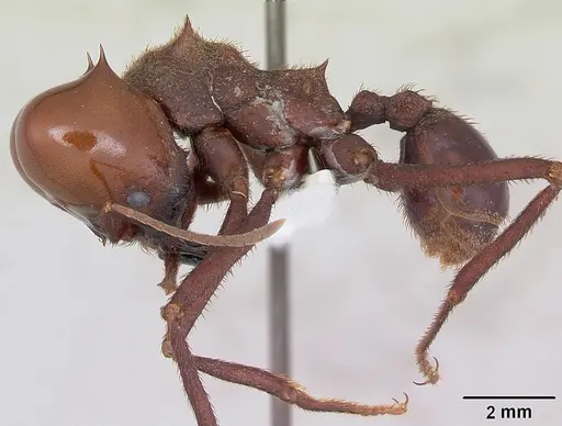 Atta laevigata specimen CASENT0173811 image casent0173811_3