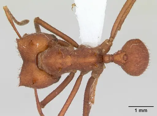 Atta laevigata specimen CASENT0173812 image casent0173812_1