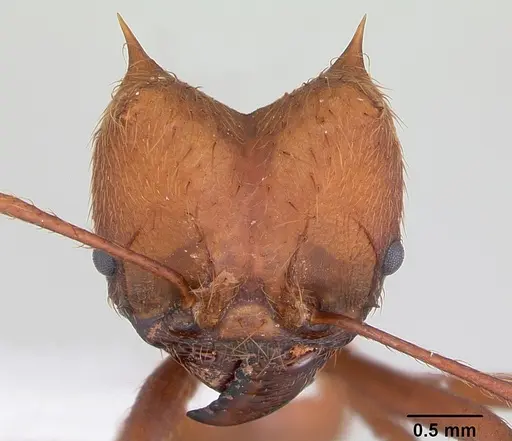 Atta laevigata specimen CASENT0173812 image casent0173812_2