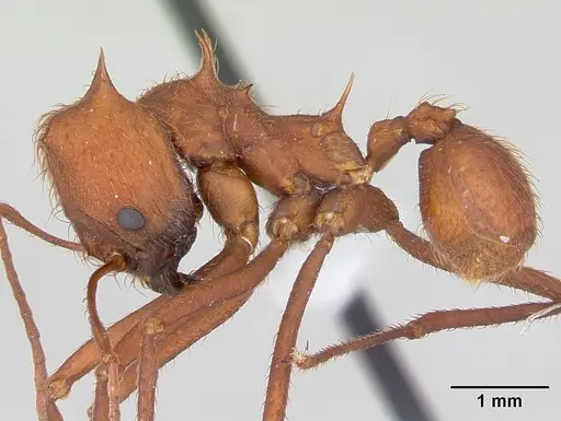Atta laevigata specimen CASENT0173812 image casent0173812_3