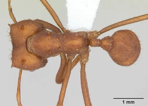 Atta laevigata specimen CASENT0173813 image casent0173813_1