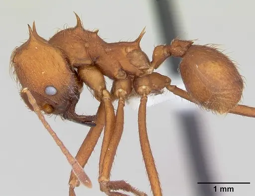 Atta laevigata specimen CASENT0173813 image casent0173813_3