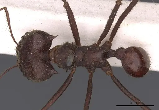 Atta laevigata specimen CASENT0900488 image casent0900488_1