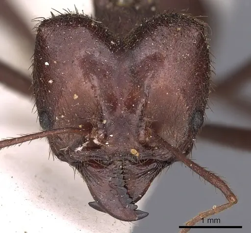 Atta laevigata specimen CASENT0900488 image casent0900488_2