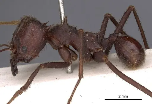Atta laevigata specimen CASENT0900488 image casent0900488_3