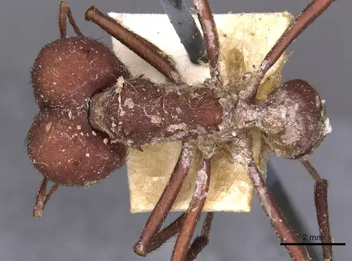 Atta laevigata specimen CASENT0909447 image casent0909447_1