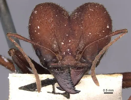 Atta laevigata specimen CASENT0909447 image casent0909447_2