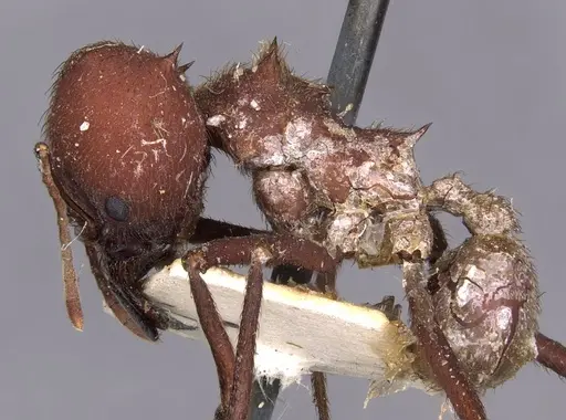Atta laevigata specimen CASENT0909447 image casent0909447_3