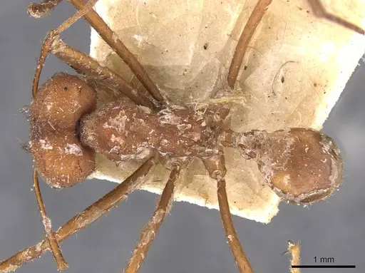 Atta laevigata specimen CASENT0909448 image casent0909448_1